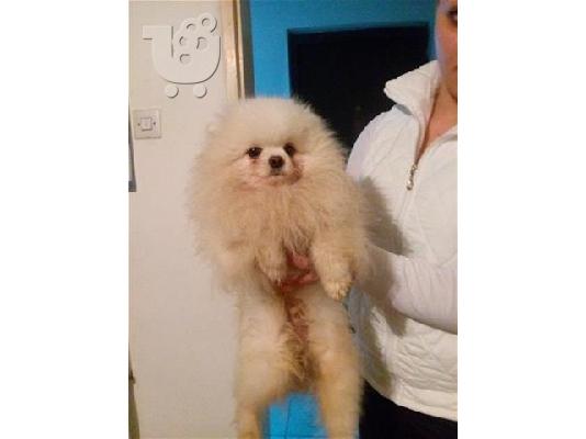 PoulaTo: Pomeranian καθαροαιμα 6979314054 ΡΟΔΟΣ